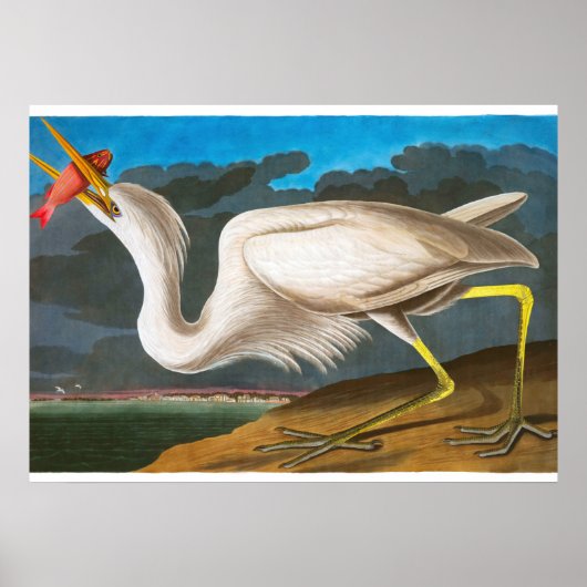 Great White Heron von John James Audubon Poster (Vorne)