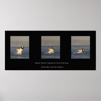 Great White nimmt Siegel Poster