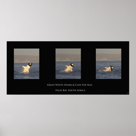 Great White nimmt Siegel Poster (Vorne)