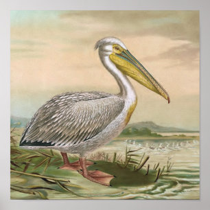 Great White Pelican Vintag Bird Illustration Poster