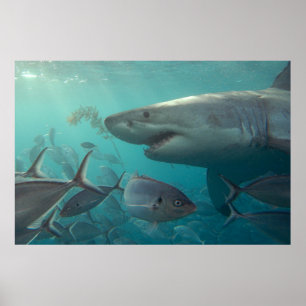 Great White Shark & Fish Underwater Landschaft Poster
