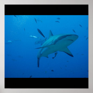 Great White Shark Fish Water Surf Schwim Fin Grau Poster
