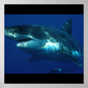Great White Shark Fish Water Surfer Swim Fin Grau Poster