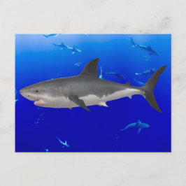 Great White Shark Postcard Postkarte