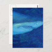 Great White Shark Postcard Postkarte (Vorne/Hinten)