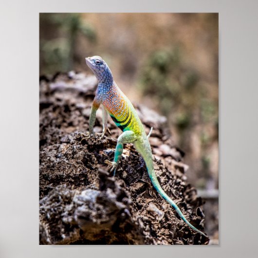 Greater Earless Lizard Poster (Vorne)