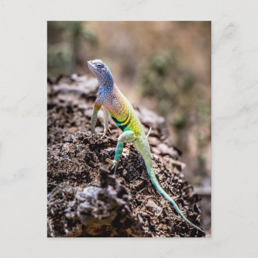 Greater Earless Lizard Postkarte (Vorderseite)