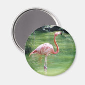Greater Flamingo Magnet (Vorderseite/Rückseite)