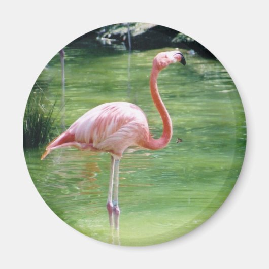 Greater Flamingo Magnet (Vorne)