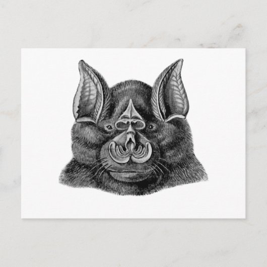 Greater Horseshoe Bat Postkarte (Vorderseite)