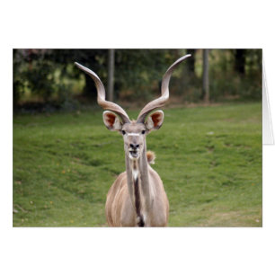 greater-kudu-2
