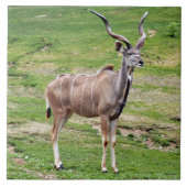 greater-kudu-4 fliese (Vorderseite)