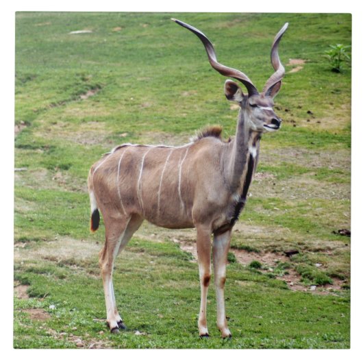 greater-kudu-4 fliese (Vorderseite)