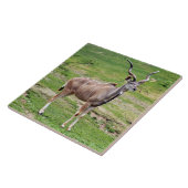 greater-kudu-4 fliese (Seite)