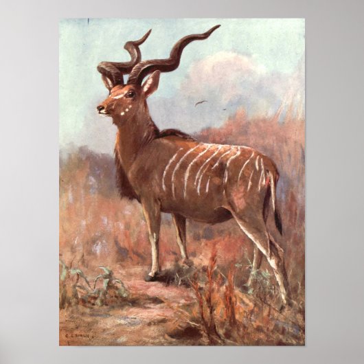 Greater Kudu Antelope von Swan, Vintages Wildtier Poster (Vorne)