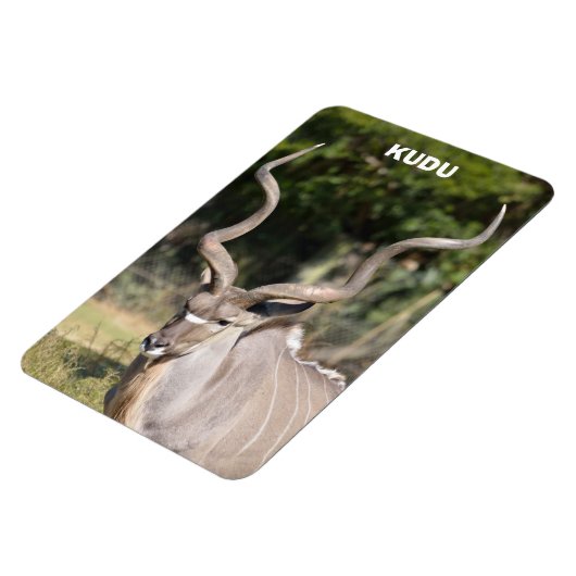 Greater Kudu Magnet (Linke Seite)