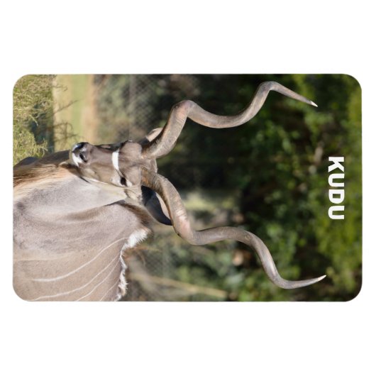 Greater Kudu Magnet (Horizontal)