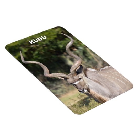 Greater Kudu Magnet (Rechte Seite)