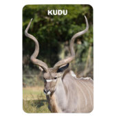 Greater Kudu Magnet (Vertikal)