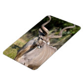 Greater Kudu Magnet (Linke Seite)