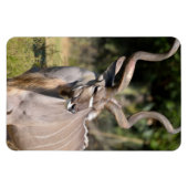 Greater Kudu Magnet (Horizontal)