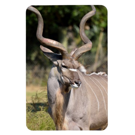 Greater Kudu Magnet (Vertikal)
