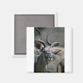 Greater Kudu Magnet (Vorderseite/Rückseite)