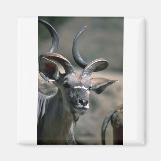 Greater Kudu Magnet (Vorne)