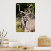Greater Kudu Poster (Küche)