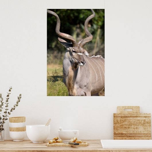 Greater Kudu Poster (Küche)