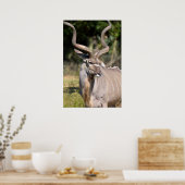 Greater Kudu Poster (Küche)