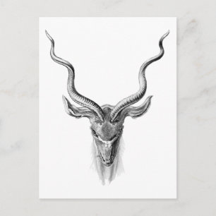 Greater Kudu Postkarte