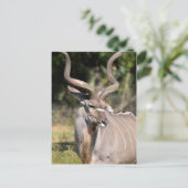 Greater Kudu Postkarte (Stehend Vorderseite)