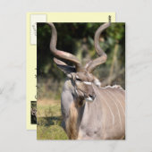Greater Kudu Postkarte (Vorne/Hinten)