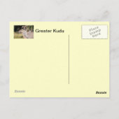 Greater Kudu Postkarte (Rückseite)