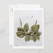Greater Plantain, gemalt in Bayswater, 24. Juli Postkarte (Vorne/Hinten)
