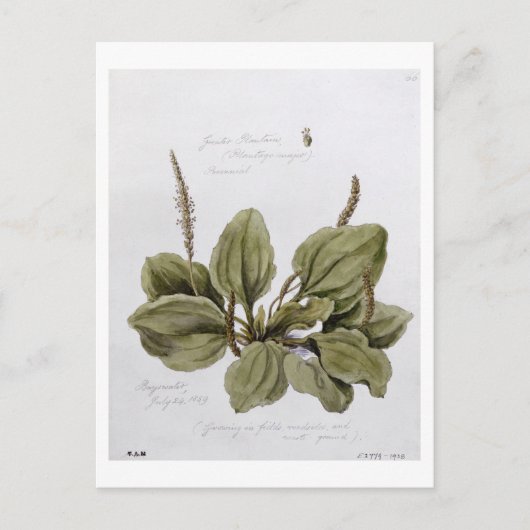 Greater Plantain, gemalt in Bayswater, 24. Juli Postkarte (Vorderseite)