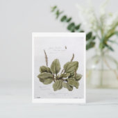 Greater Plantain, gemalt in Bayswater, 24. Juli Postkarte (Stehend Vorderseite)