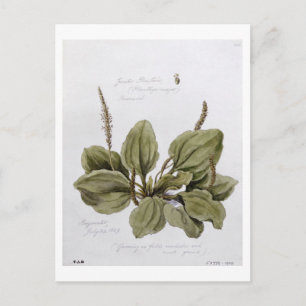 Greater Plantain, gemalt in Bayswater, 24. Juli Postkarte