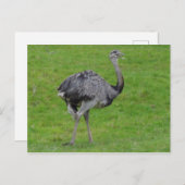 Greater Rhea #1 Postkarte (Vorne/Hinten)