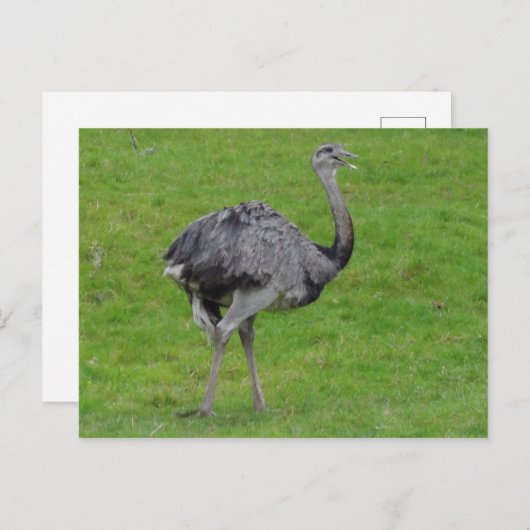 Greater Rhea #1 Postkarte (Vorne/Hinten)