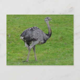 Greater Rhea #1 Postkarte