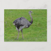 Greater Rhea #1 Postkarte (Vorderseite)