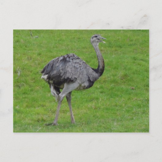 Greater Rhea #1 Postkarte (Vorderseite)