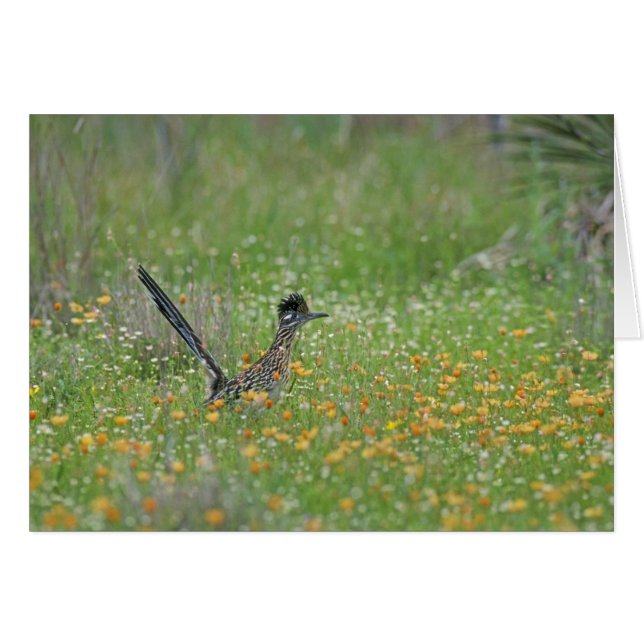 Greater Roadrunner, Geococcyx (Vorderseite (Horizontal))