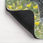 Greater Roadrunner, Geococcyx californianus, Mousepad (Ecke)