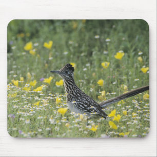 Greater Roadrunner, Geococcyx californianus, Mousepad