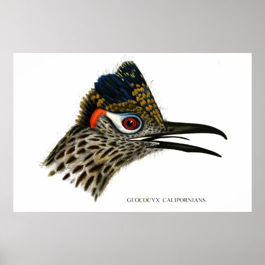 Greater Roadrunner, Geococcyx Californianus Poster (Vorne)