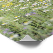 Greater Roadrunner, Geococcyx californianus, Poster (Ecke)