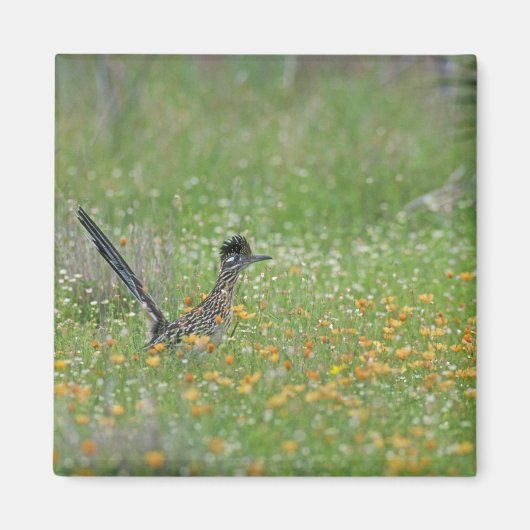Greater Roadrunner, Geococcyx Magnet (Vorne)